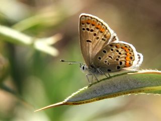 Doulu Esmergz (Plebejus carmon)