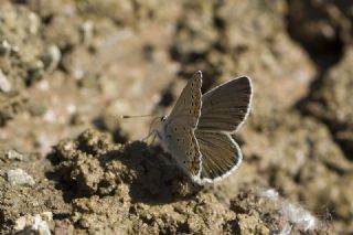 Doulu Esmergz (Plebejus carmon)