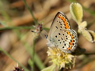 Doulu Esmergz (Plebejus carmon)