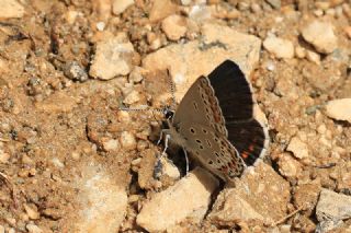 Doulu Esmergz (Plebejus carmon)