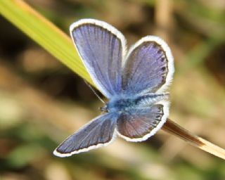 Anadolu Esmergz (Plebejus modicus)