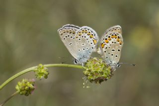 Anadolu Esmergz (Plebejus modicus)