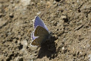 Anadolu Esmergz (Plebejus modicus)