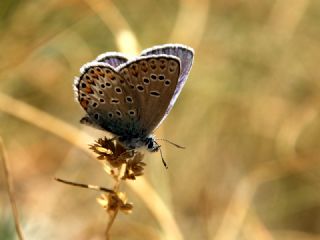 Anadolu Esmergz (Plebejus modicus)