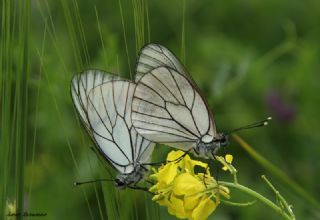 Al Beyaz (Aporia crataegi)