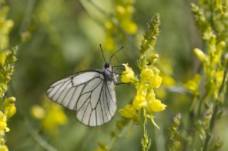 Al Beyaz (Aporia crataegi)