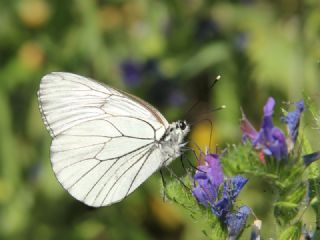 Al Beyaz (Aporia crataegi)
