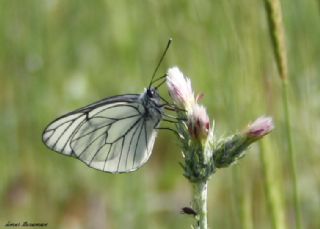 Al Beyaz (Aporia crataegi)