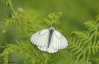 Al Beyaz (Aporia crataegi)