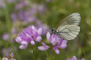 Al Beyaz (Aporia crataegi)