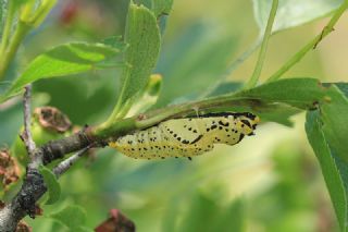 Al Beyaz (Aporia crataegi)
