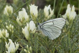 Al Beyaz (Aporia crataegi)