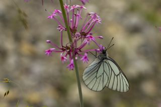 Al Beyaz (Aporia crataegi)