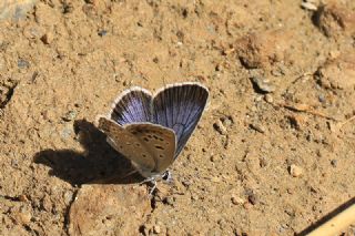 Acem okgzls (Polyommatus alcedo)