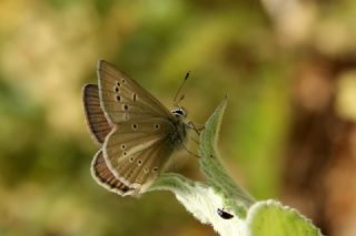 okgzl Lbnan Esmeri (Polyommatus alcestis)