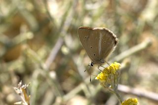 okgzl Lbnan Esmeri (Polyommatus alcestis)