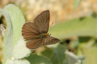 okgzl Lbnan Esmeri (Polyommatus alcestis)