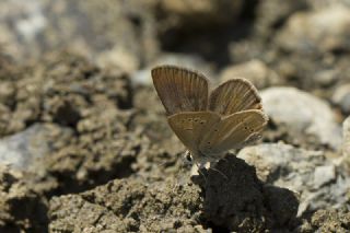 okgzl Lbnan Esmeri (Polyommatus alcestis)