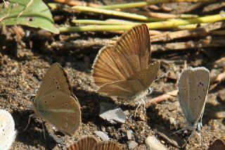 okgzl Lbnan Esmeri (Polyommatus alcestis)