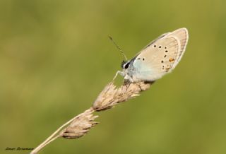 okgzl Gzel Mavi (Polyommatus bellis)