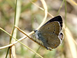 okgzl Gzel Mavi (Polyommatus bellis)