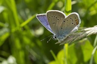 okgzl Gzel Mavi (Polyommatus bellis)