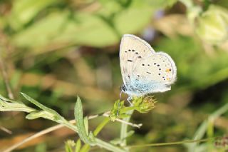 okgzl Gzel Mavi (Polyommatus bellis)