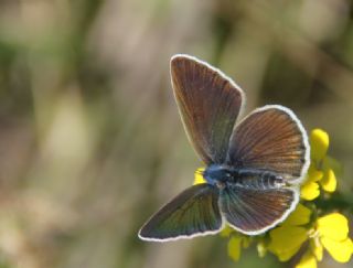 okgzl Gzel Mavi (Polyommatus bellis)