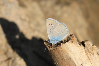 okgzl Gzel Mavi (Polyommatus bellis)