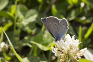 okgzl Gzel Mavi (Polyommatus bellis)