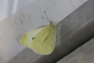 Kk Beyazmelek (Pieris rapae)