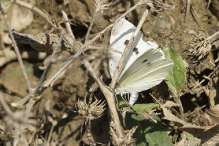 Kk Beyazmelek (Pieris rapae)