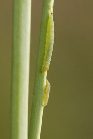 K���k Beyazmelek&nbsp;(Pieris&nbsp;rapae)