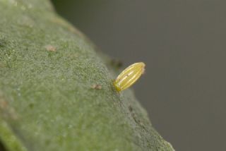 Kk Beyazmelek (Pieris rapae)