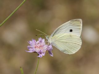 K���k Beyazmelek&nbsp;(Pieris&nbsp;rapae)