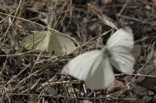 Kk Beyazmelek (Pieris rapae)