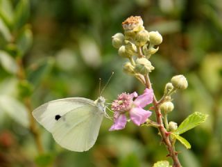 K���k Beyazmelek&nbsp;(Pieris&nbsp;rapae)