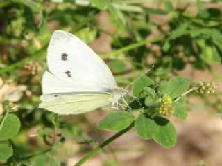 Kk Beyazmelek (Pieris rapae)