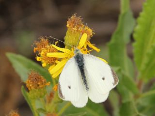 Kk Beyazmelek (Pieris rapae)