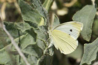 Kk Beyazmelek (Pieris rapae)