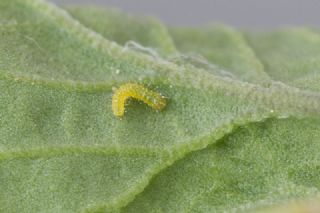 K���k Beyazmelek&nbsp;(Pieris&nbsp;rapae)