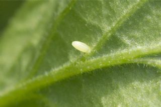 Kk Beyazmelek (Pieris rapae)