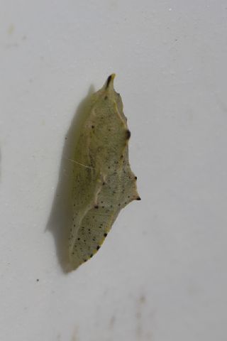 K���k Beyazmelek&nbsp;(Pieris&nbsp;rapae)