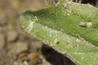 Kk Beyazmelek (Pieris rapae)