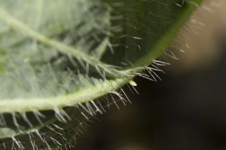 Kk Beyazmelek (Pieris rapae)