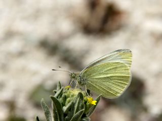 K���k Beyazmelek&nbsp;(Pieris&nbsp;rapae)