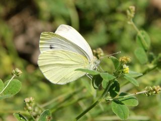 Kk Beyazmelek (Pieris rapae)