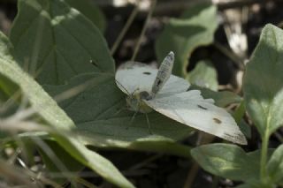 Kk Beyazmelek (Pieris rapae)