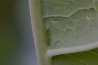 K���k Beyazmelek&nbsp;(Pieris&nbsp;rapae)