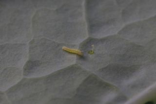 K���k Beyazmelek&nbsp;(Pieris&nbsp;rapae)